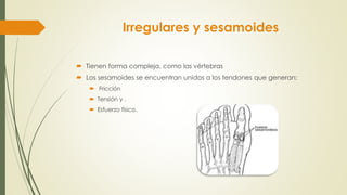 Irregulares y sesamoides
 Tienen forma compleja, como las vértebras
 Los sesamoides se encuentran unidos a los tendones que generan:
 Fricción
 Tensión y ,
 Esfuerzo físico.
 