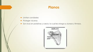 Planos
 Limitan cavidades
 Proteger vísceras
 Son ricos en proteínas y calcio, lo cual les otorga su dureza y firmeza.
 