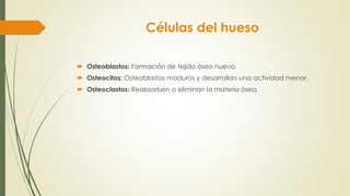 Células del hueso
 Osteoblastos: Formación de tejido óseo nuevo.
 Osteocitos: Osteoblastos maduros y desarrollan una actividad menor.
 Osteoclastos: Reabsorben o eliminan la materia ósea.
 