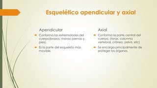 Apendicular
 Conforma las extremidades del
cuerpo(brazos, manos piernas y
pies).
 Es la parte del esqueleto más
movible.
Axial
 Conforma la parte central del
cuerpo, (torax, columna
vertebral, cráneo, pelvis, etc)
 Se encarga principalmente de
proteger los órganos.
Esquelético apendicular y axial
 
