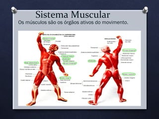 Sistema Muscular

Os músculos são os órgãos ativos do movimento.

 