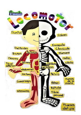 sistema locomotor.pdf