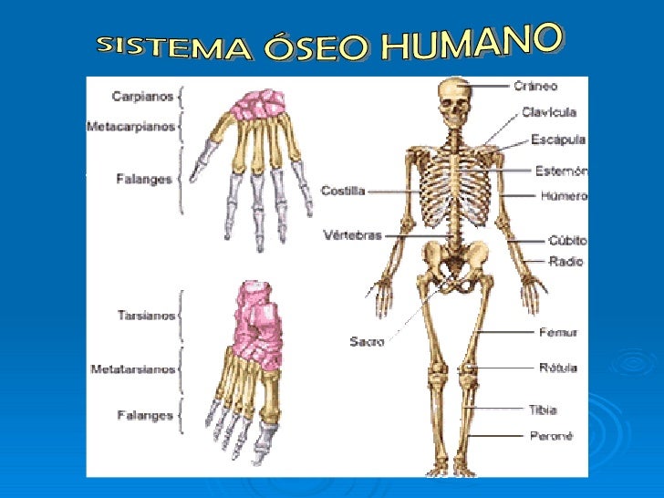 Imgenes Del Sistema Locomotor Sistema Locomotor