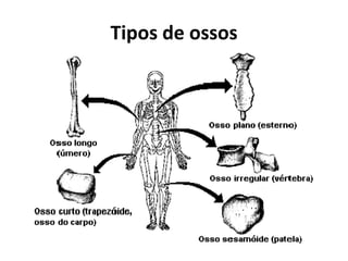Tipos de ossos
 