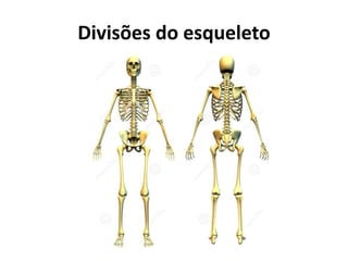 Divisões do esqueleto
 