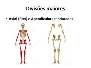 Divisões maiores
• Axial (Eixo) e Apendicular (pendurado)
 