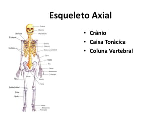 Esqueleto Axial
• Crânio
• Caixa Torácica
• Coluna Vertebral
 
