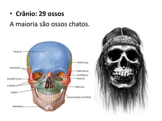 • Crânio: 29 ossos
A maioria são ossos chatos.
 