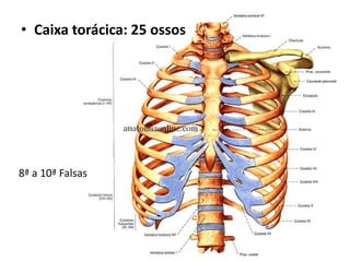 • Caixa torácica: 25 ossos
8ª a 10ª Falsas
 