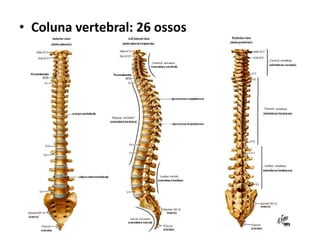 • Coluna vertebral: 26 ossos
 