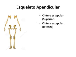 Esqueleto Apendicular
• Cintura escapular
(Superior)
• Cintura escapular
(Inferior)
 
