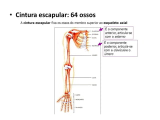 • Cintura escapular: 64 ossos
 