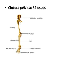 • Cintura pélvica: 62 ossos
 