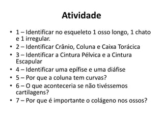 Atividade
• 1 – Identificar no esqueleto 1 osso longo, 1 chato
e 1 irregular.
• 2 – Identificar Crânio, Coluna e Caixa Torácica
• 3 – Identificar a Cintura Pélvica e a Cintura
Escapular
• 4 – Identificar uma epífise e uma diáfise
• 5 – Por que a coluna tem curvas?
• 6 – O que aconteceria se não tivéssemos
cartilagens?
• 7 – Por que é importante o colágeno nos ossos?
 