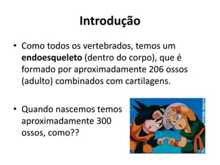 Introdução
• Como todos os vertebrados, temos um
endoesqueleto (dentro do corpo), que é
formado por aproximadamente 206 ossos
(adulto) combinados com cartilagens.
• Quando nascemos temos
aproximadamente 300
ossos, como??
 