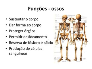 Funções - ossos
• Sustentar o corpo
• Dar forma ao corpo
• Proteger órgãos
• Permitir deslocamento
• Reserva de fósforo e cálcio
• Produção de células
sanguíneas
 