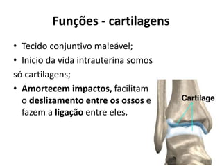Funções - cartilagens
• Tecido conjuntivo maleável;
• Inicio da vida intrauterina somos
só cartilagens;
• Amortecem impactos, facilitam
o deslizamento entre os ossos e
fazem a ligação entre eles.
 