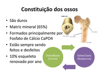 Constituição dos ossos
• São duros
• Matriz mineral (65%)
• Formados principalmente por
Fosfato de Cálcio CaPO4
• Estão sempre sendo
feitos e desfeitos
• 10% esqueleto
renovado por ano
OsteoBlasto
(Forma)
OsteoClasto
(Reabsorve)
 