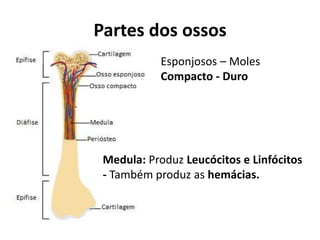 Partes dos ossos
Esponjosos – Moles
Compacto - Duro
Medula: Produz Leucócitos e Linfócitos
- Também produz as hemácias.
 