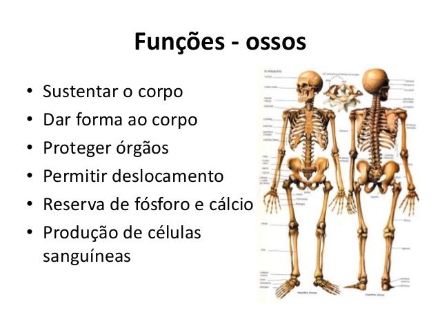 Sistema locomotor ossos