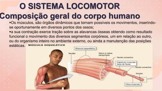 O SISTEMA LOCOMOTOR
Composição geral do corpo humano
Os músculos, são órgãos dinâmicos que tornam possíveis os movimentos, inserindo-
se oportunamente em diversos pontos dos ossos;
a sua contração exerce tração sobre as alavancas ósseas obtendo como resultado
funcional o movimento dos diversos segmentos corpóreos, um em relação ao outro,
ou do organismo inteiro no ambiente externo, ou ainda a manutenção das posições
estáticas.
 