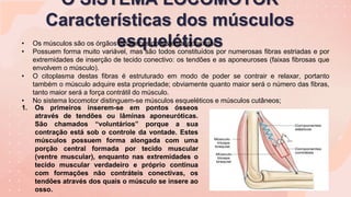 O SISTEMA LOCOMOTOR
Características dos músculos
esqueléticos
• Os músculos são os órgãos dinâmicos do sistema locomotor.
• Possuem forma muito variável, mas são todos constituídos por numerosas fibras estriadas e por
extremidades de inserção de tecido conectivo: os tendões e as aponeuroses (faixas fibrosas que
envolvem o músculo).
• O citoplasma destas fibras é estruturado em modo de poder se contrair e relaxar, portanto
também o músculo adquire esta propriedade; obviamente quanto maior será o número das fibras,
tanto maior será a força contrátil do músculo.
• No sistema locomotor distinguem-se músculos esqueléticos e músculos cutâneos;
1. Os primeiros inserem-se em pontos ósseos
através de tendões ou lâminas aponeuróticas.
São chamados “voluntários” porque a sua
contração está sob o controle da vontade. Estes
músculos possuem forma alongada com uma
porção central formada por tecido muscular
(ventre muscular), enquanto nas extremidades o
tecido muscular verdadeiro e próprio continua
com formações não contráteis conectivas, os
tendões através dos quais o músculo se insere ao
osso.
 