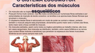 O SISTEMA LOCOMOTOR
Características dos músculos
esqueléticos
• Os músculos são os órgãos dinâmicos do sistema locomotor.
• Possuem forma muito variável, mas são todos constituídos por numerosas fibras estriadas e por
extremidades de inserção de tecido conectivo: os tendões e as aponeuroses (faixas fibrosas que
envolvem o músculo).
• O citoplasma destas fibras é estruturado em modo de poder se contrair e relaxar, portanto
também o músculo adquire esta propriedade; obviamente quanto maior será o número das fibras,
tanto maior será a força contrátil do músculo.
• Os músculos estriados, assim como todos os órgãos submetidos ao trabalho intenso, são ricos
em vasos sanguíneos. Aos músculos se distribuem, também, entre vasos linfáticos e os nervos
(que contem fibras motoras e sensitivas) que penetram na espessura dos feixes musculares
dividindo-se em ramos sempre mais sutis.
 