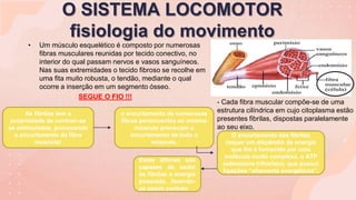 O SISTEMA LOCOMOTOR
fisiologia do movimento
• Um músculo esquelético é composto por numerosas
fibras musculares reunidas por tecido conectivo, no
interior do qual passam nervos e vasos sanguíneos.
Nas suas extremidades o tecido fibroso se recolhe em
uma fita muito robusta, o tendão, mediante o qual
ocorre a inserção em um segmento ósseo.
- Cada fibra muscular compõe-se de uma
estrutura cilíndrica em cujo citoplasma estão
presentes fibrilas, dispostas paralelamente
ao seu eixo.
SEGUE O FIO !!!
As fibrilas tem a
propriedade de contrair-se
se estimuladas, provocando
o encurtamento da fibra
muscular
o encurtamento de numerosas
fibras pertencentes ao mesmo
músculo provocam o
encurtamento de todo o
músculo.
O encurtamento das fibrilas
requer um dispêndio de energia
que lhe é fornecida por uma
molécula muito complexa, o ATP
(adenosina trifosfato), que possui
ligações “altamente energéticas”.
Estas últimas são
capazes de ceder
às fibrilas a energia
possuída, fazendo-
as assim contrair.
 