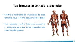 Tecido muscular estriado esquelético
• Constitui a maior parte da musculatura do corpo,
formando o que se chama popularmente de carne.
totalmente o esqueleto
sendo responsável pela
• Essa musculatura recobre
e está presa aos ossos,
movimentação corporal.
11
 