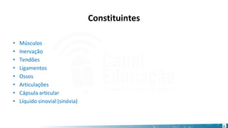 Constituintes
3
• Músculos
• Inervação
• Tendões
• Ligamentos
• Ossos
• Articulações
• Cápsula articular
• Líquido sinovial (sinóvia)
 