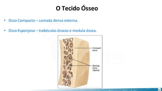 • Osso Compacto – camada densa externa.
• Osso Esponjoso – trabéculas ósseas e medula óssea.
5
O Tecido Ósseo
 