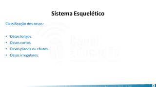 Classificação dos ossos:
• Ossos longos.
• Ossos curtos.
• Ossos planos ou chatos.
• Ossos irregulares.
7
Sistema Esquelético
 