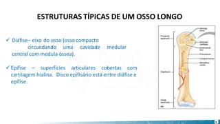 ESTRUTURAS TÍPICAS DE UM OSSO LONGO
medular
9
✓ Diáfise– eixo do osso (osso compacto
circundando uma cavidade
central com medula óssea).
✓Epífise – superfícies articulares cobertas com
cartilagem hialina. Disco epifisário está entre diáfise e
epífise.
 