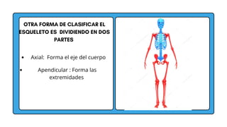 OTRA FORMA DE CLASIFICAR EL
ESQUELETO ES DIVIDIENDO EN DOS
PARTES
Axial: Forma el eje del cuerpo
Apendicular : Forma las
extremidades
 