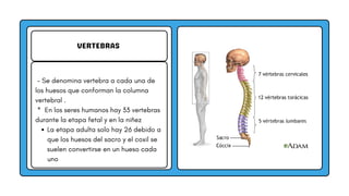 VERTEBRAS
- Se denomina vertebra a cada una de
los huesos que conforman la columna
vertebral .
* En los seres humanos hay 33 vertebras
durante la etapa fetal y en la niñez
La etapa adulta solo hay 26 debido a
que los huesos del sacro y el coxil se
suelen convertirse en un hueso cada
uno
 