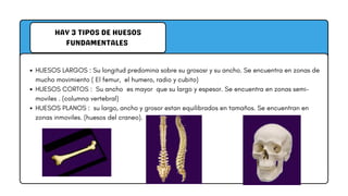 HAY 3 TIPOS DE HUESOS
FUNDAMENTALES
HUESOS LARGOS : Su longitud predomina sobre su grososr y su ancho. Se encuentra en zonas de
mucho movimiento ( El femur, el humero, radio y cubito)
HUESOS CORTOS : Su ancho es mayor que su largo y espesor. Se encuentra en zonas semi-
moviles . (columna vertebral)
HUESOS PLANOS : su largo, ancho y grosor estan equilibrados en tamaños. Se encuentran en
zonas inmoviles. (huesos del craneo).
 