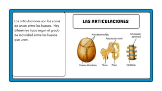 LAS ARTICULACIONES
Las articulaciones son las zonas
de union entre los huesos. Hay
diferentes tipos segun el grado
de movilidad entre los huesos
que unen.
 