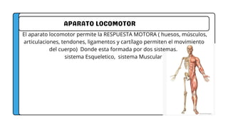 APARATO LOCOMOTOR
El aparato locomotor permite la RESPUESTA MOTORA ( huesos, músculos,
articulaciones, tendones, ligamentos y cartílago permiten el movimiento
del cuerpo) Donde esta formada por dos sistemas.
sistema Esqueletico, sistema Muscular
 