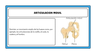 ARTICULACION MOVIL
Permiten un movimiento amplio de los huesos como, por
ejemplo, las articulaciones de la rodilla, el codo, la
cadera y el hombro.
 