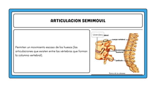 ARTICULACION SEMIMOVIL
Permiten un movimiento escaso de los huesos (las
articulaciones que existen entre las vértebras que forman
la columna vertebral).
 