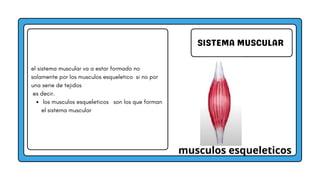SISTEMA MUSCULAR
el sistema muscular va a estar formado no
solamente por los musculos esqueletico si no por
una serie de tejidos
es decir.
los musculos esqueleticos son los que forman
el sistema muscular
musculos esqueleticos
 