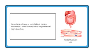No contiene estrias, y es controlado de manera
involuntaria. ( forma los musculos de las paredes del
tracto digestivo).
 