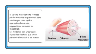 el sistema muscular esta formado
por los musculos esqueleticos, pero
tambien por otros tejidos
asociados al musculos
esqueleticos como son los
TENDONES
Los tendones son unos tejidos
especiales elasticos que sirven
para unir el musculo a los huesos.
 