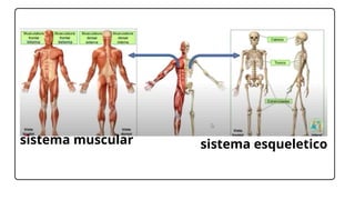 sistema muscular sistema esqueletico
 