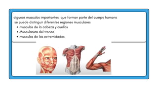 algunos musculos importantes que forman parte del cuerpo humano
se puede distinguir diferentes regiones musculares
musculos de la cabeza y cuellos
Muscularuta del tronco
musculos de las extremidades
 