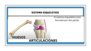 SISTEMA ESQUELETICO
El sistema esqueletico esta
formado por dos partes
HUESOS
ARTICULACIONES
 