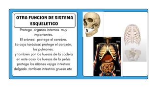 OTRA FUNCION DE SISTEMA
ESQUELETICO
Protege organos internos muy
importantes.
El cráneo: protege el cerebro.
La caja torácica: protege el corazón,
los pulmones.
y tambien por los huesos de la cadera
en este caso los huesos de la pelvis
protege los riñones vejiga intestino
delgado ,tambien intestino grueso etc
 