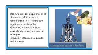 otra funcion del esqueleto es el
almacenar calcio y fosforo.
todo el calcio y el fosforo que
ingerimos a través de los
alimentos, después de llevar
acabo la digestión y de pasar a
la sangre
el calcio y el fosfora se guarda
en los huesos.
 