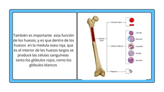 También es importante esta función
de los huesos, y es que dentro de los
huesos en la medula osea roja, que
es el interior de los huesos largos se
produce las celulas sanguíneas
tanto los glóbulos rojos, como los
glóbulos blancos
 