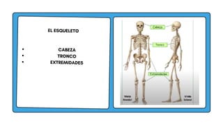 EL ESQUELETO
CABEZA
TRONCO
EXTREMIDADES
 